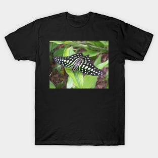 A Beautiful Patterned Butterfly T-Shirt